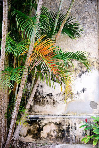 Palm tree plant against a weathered wall