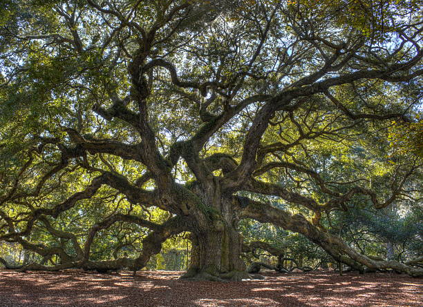 Angle Oak Tree Majestic live oak angle tree live oak tree stock pictures, royalty-free photos & images