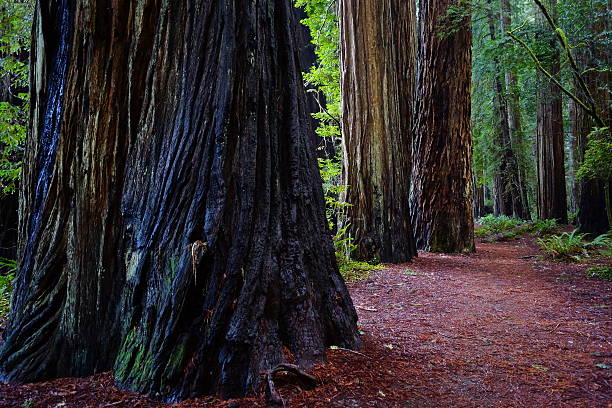 istock Stout Grove Black Redwood 529692215