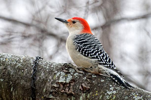 istock Red-Bellied Woodpecker on Tree Trunk Princeton, Illinois 529693479