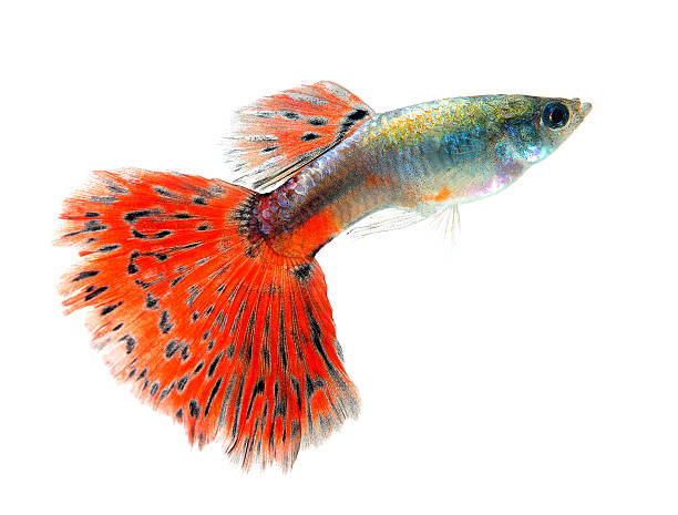istock Guppy fish Isolated on white Background 529693939