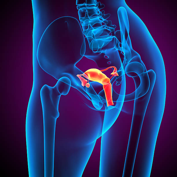 istock 3d render medical illustration of the Reproductive System 529693963