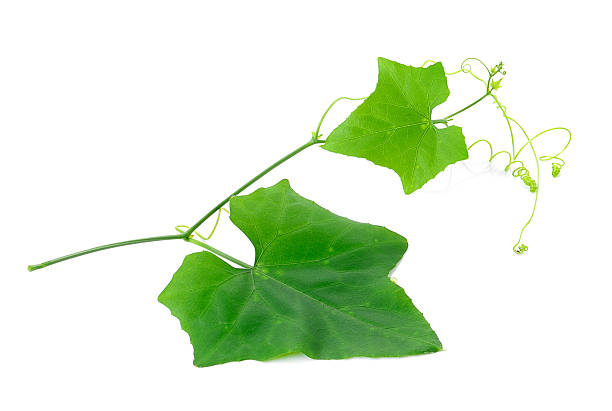istock Ivy Gourd on whaite background 529694067