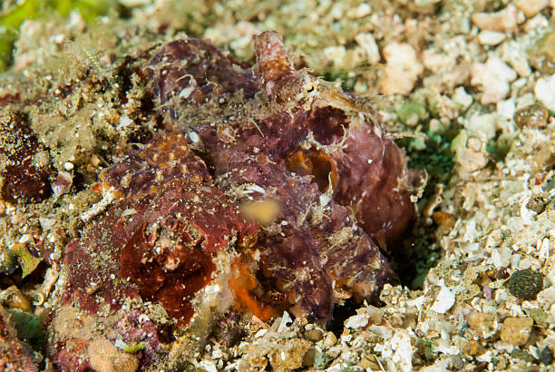 istock Red octopus in Ambon, Maluku, Indonesia underwater 529694405