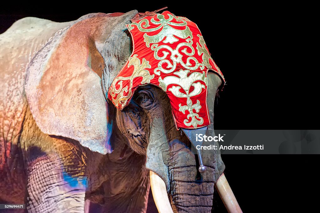 circus elephant on black background Circus Stock Photo