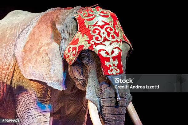 Circus Elephant On Black Background Stock Photo - Download Image Now - Circus, Elephant, Animal