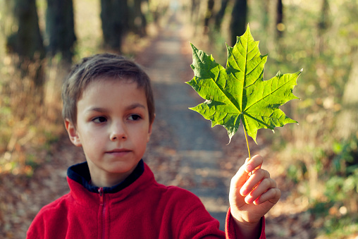 Little boy holding a maple leaf.