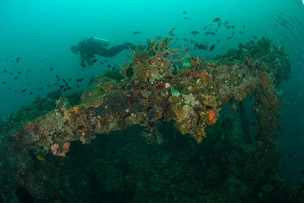istock Diver, boat wreck in Ambon, Maluku, Indonesia underwater 529694637