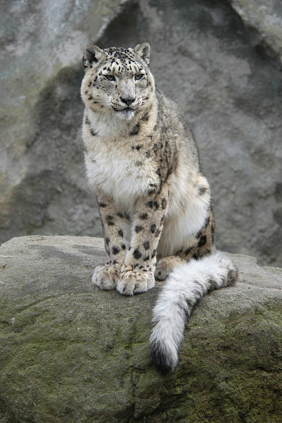 leopardo delle nevi - snow leopard foto e immagini stock