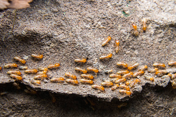 termites - colony swarm of insects pest animal imagens e fotografias de stock