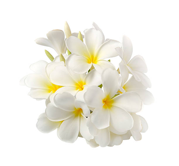 istock frangipani flower isolated on white on white background 529696813