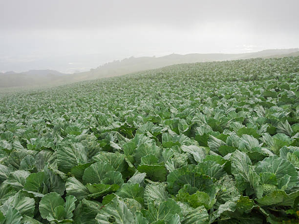 istock Fresh cabbage farm at Phu tup berk 529722529