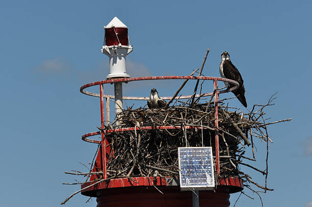 istock Two fish eagles in the nest, Gananoque 529722749
