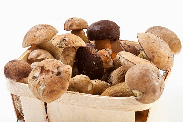 istock Yellow boletus in basket, close up 529723663