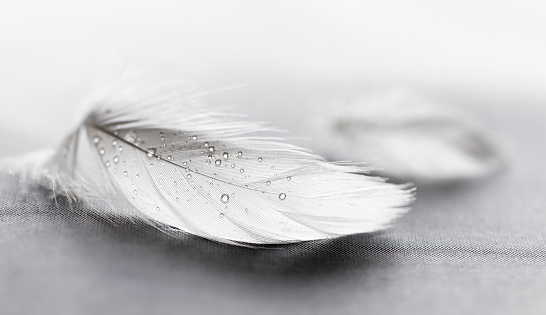 White feather with water drops on grey background