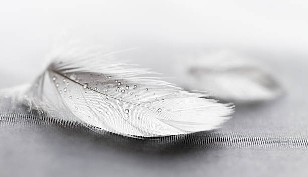 White feather with water drops stock photo