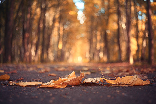 istock yellow autumn park leaves in September 529725785