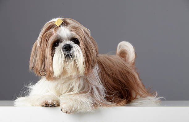 istock Studio portrait of a pedigree Shih Tzu lying down 529726177