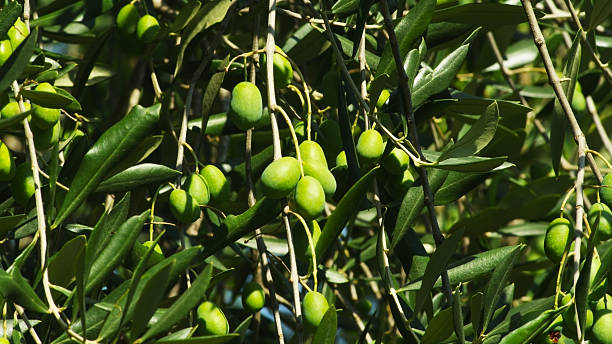 istock Olives on Olive Tree in Tuscany, Florence, Italy 529726703
