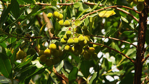 istock Olive Tree with Ripe Olives in Italy 529726721