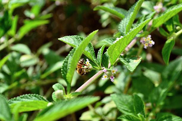 istock Amazing hornet in medicinal plant 529726759