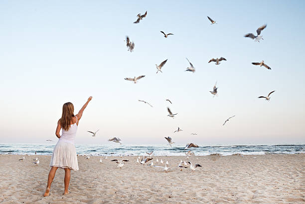 istock Woman at Beach are Feeding Seagulls 529727447