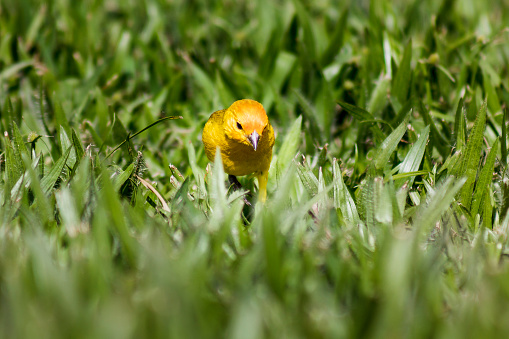A DSLR photo of a yellow canary walking on grass in a pasture in Teresópolis city, Rio de Janeiro state, Brazil. It is a bright sunny day.
