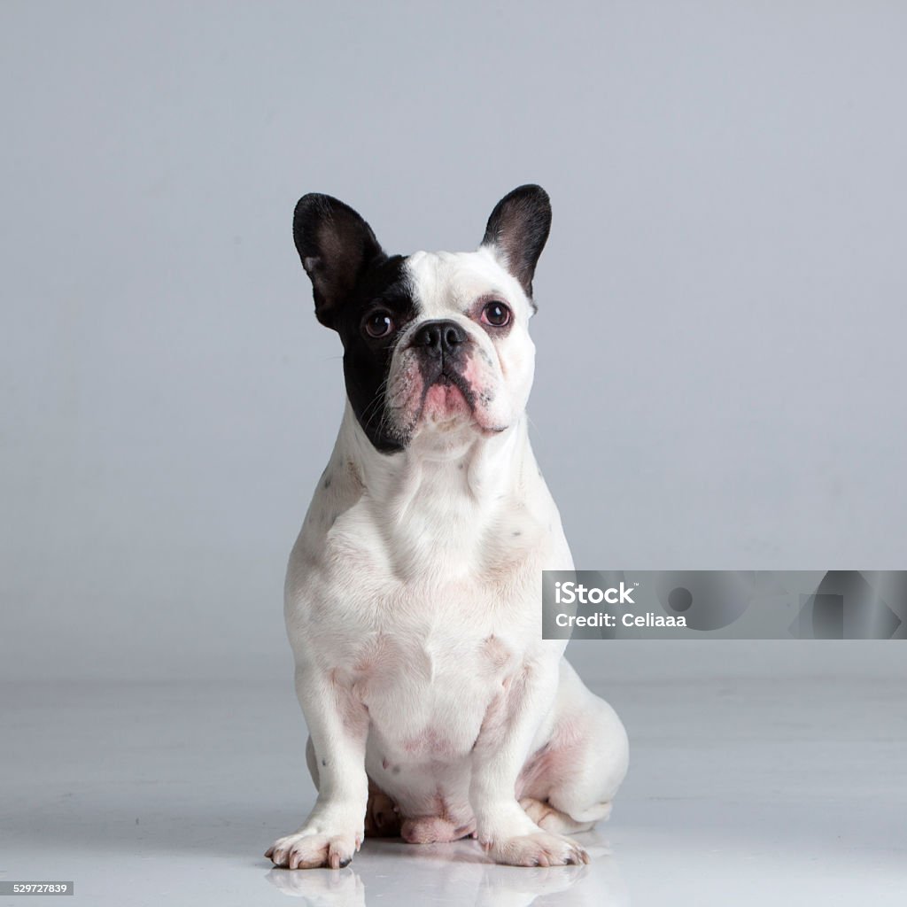 Studio portrait of a spotted pedigree French Bulldog seated Studio portrait of a beautiful pedigree French Bulldog. Shot with Canon EOS 5D. Animal Stock Photo