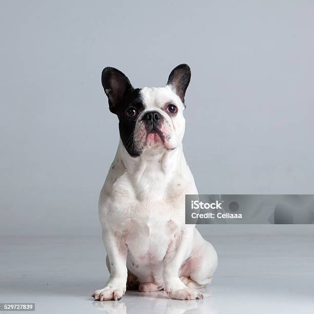 Studio Portrait Of A Spotted Pedigree French Bulldog Seated Stock Photo - Download Image Now