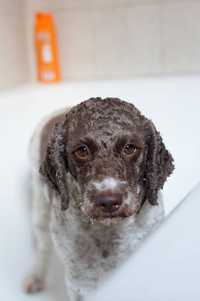 istock dog in bathtub 529727867