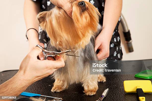 Dog Grooming Stock Photo - Download Image Now - Animal, Animal Body Part, Animal Groomer
