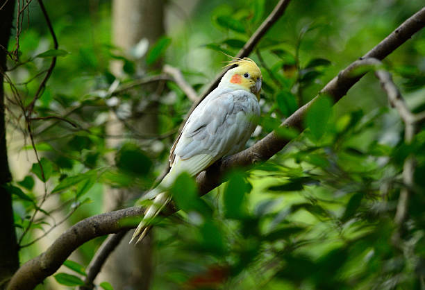 istock Lutino mutation cockatiel (Nymphicus hollandicus) 529728197
