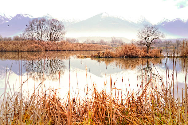 풍경화 - wilderness area flower pond clear sky 뉴스 사진 이미지