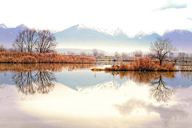 풍경 - wilderness area flower pond clear sky 뉴스 사진 이미지