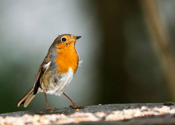 istock European Male Robin 529728837