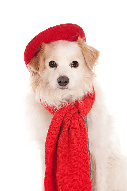istock Light colored dog wearing a red cap and scarf 529728897