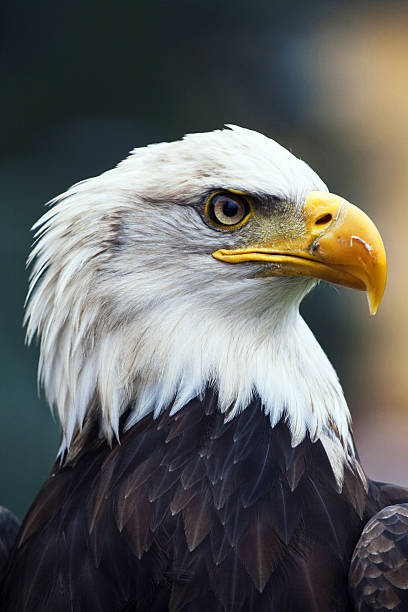 американская белая головокружение eagle - white headed eagle стоковы�е фото и изображения