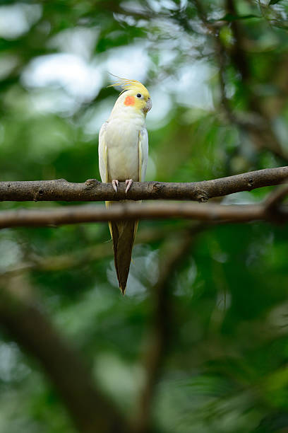 istock Lutino mutation cockatiel (Nymphicus hollandicus) 529728957