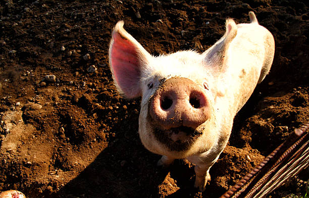 istock Pig on the farm 529729051