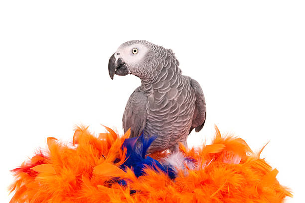 African gray parrot on artificial nest of colored feathers