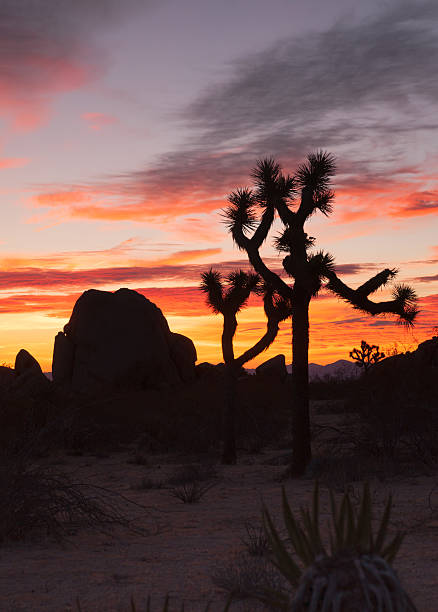 istock Joshua Tree Sunset Cloud Landscape California National Park 529730005