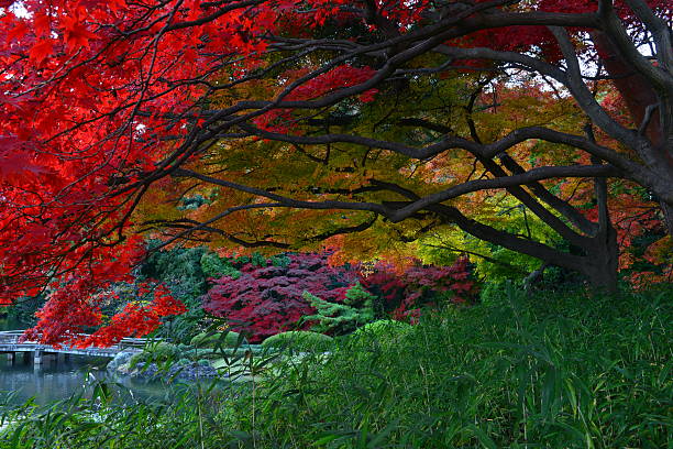 istock Autumn Colors in Tokyo 529741967