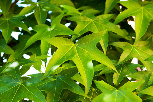 green leafs von liquidambar - amerikanischer amberbaum stock-fotos und bilder