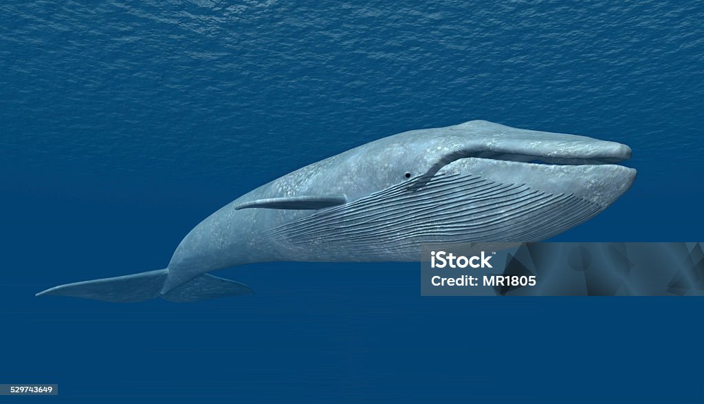 Blue Whale Computer generated 3D illustration with a Blue Whale Blue Whale Stock Photo