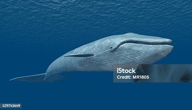Blue Whale Stock Photo - Download Image Now - Blue Whale, Whale, Large