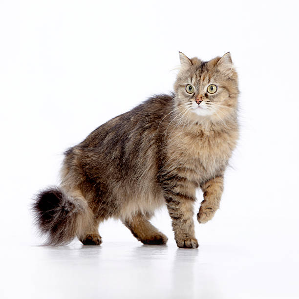 istock Studio picture of a brown longhaired purebred kitten 529744213