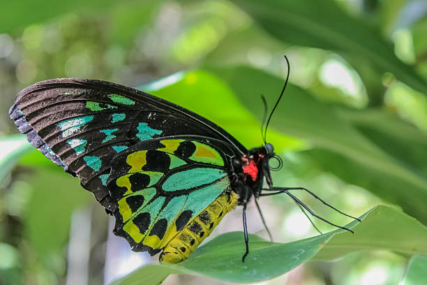 istock Cairns Green Birdwing Butterfly 529745321