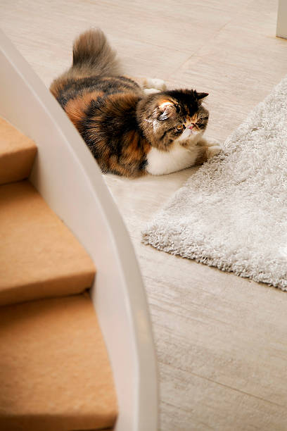istock Cat laying behind cat's stairway 529745339