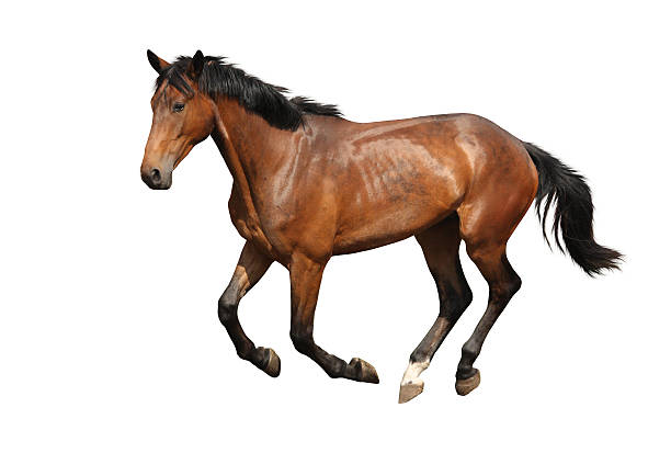 istock Brown horse cantering free isolated on white 529745537