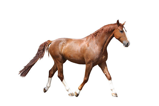 istock Chestnut brown horse running free on white background 529745551